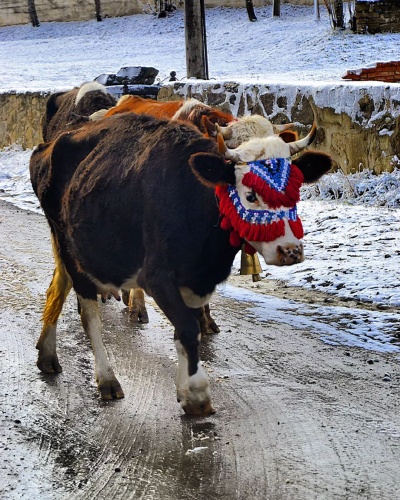 Kayabaşı Yaylası Fotoğraf : Mutlu Aktaş