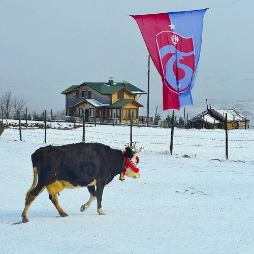 Kayabaşı Yaylası Fotoğraf : Mutlu Aktaş