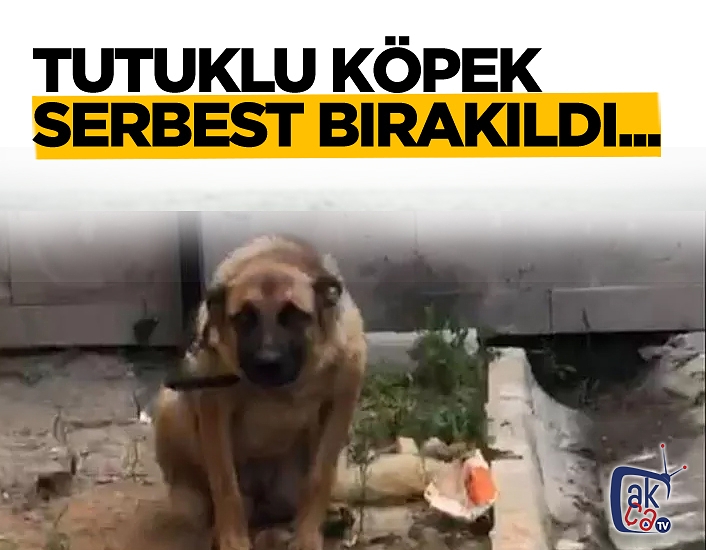 Köpek serbest bırakıldı