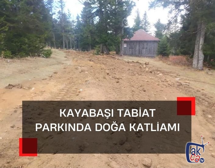 Kayabaşı tabiat parkında doğa katliamı