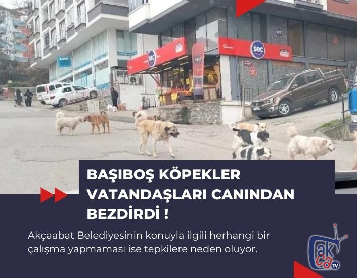 Başıboş köpekler vatandaşları canından bezdirdi