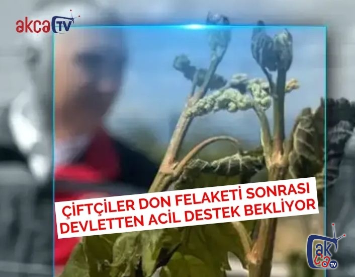Çiftçiler Don Felaketi Sonrası Devletten Acil Destek Bekliyor