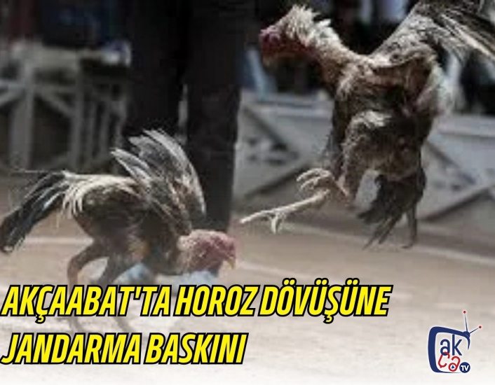 AKÇAABAT'TA HOROZ DÖVÜŞÜNE JANDARMA BASKINI