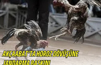 AKÇAABAT'TA HOROZ DÖVÜŞÜNE JANDARMA BASKINI