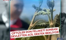 Çiftçiler Don Felaketi Sonrası Devletten Acil Destek Bekliyor