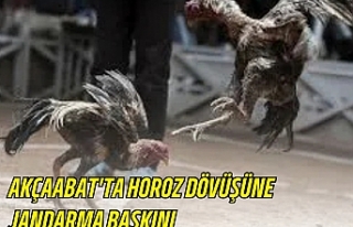 AKÇAABAT'TA HOROZ DÖVÜŞÜNE JANDARMA BASKINI