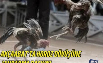 AKÇAABAT'TA HOROZ DÖVÜŞÜNE JANDARMA BASKINI