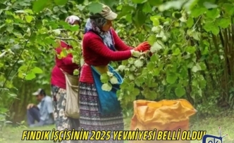 Fındık İşçisinin 2025 Yevmiyesi Belli Oldu!