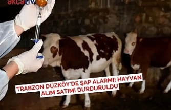 Trabzon Düzköy'de Şap Alarmı! Hayvan Alım Satımı Durduruldu