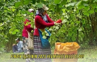 Fındık İşçisinin 2025 Yevmiyesi Belli Oldu!