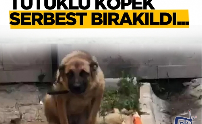 Köpek serbest bırakıldı