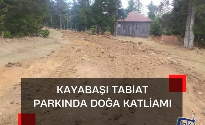 Kayabaşı tabiat parkında doğa katliamı