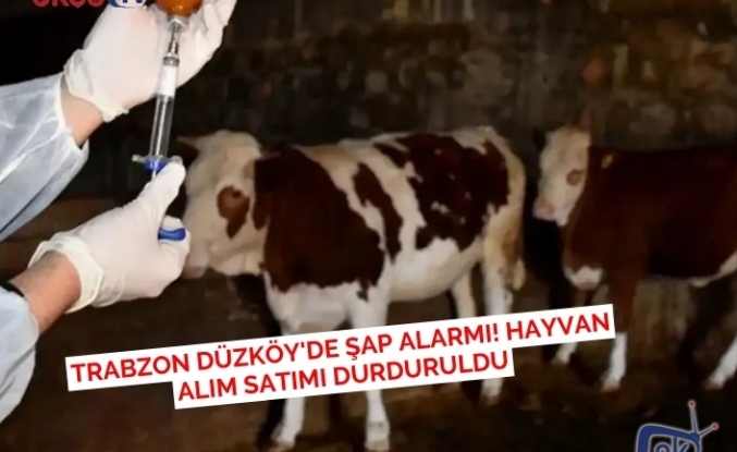 Trabzon Düzköy'de Şap Alarmı! Hayvan Alım Satımı Durduruldu