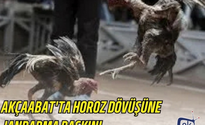 AKÇAABAT'TA HOROZ DÖVÜŞÜNE JANDARMA BASKINI