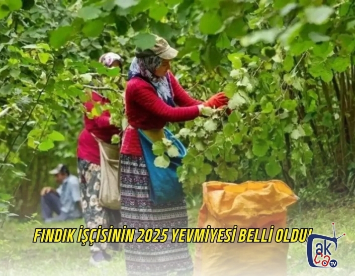 Fındık İşçisinin 2025 Yevmiyesi Belli Oldu!